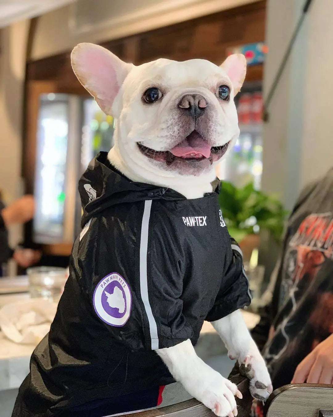 Paw-Tex™- All-Weather Dog Jacket - Mans Bestie