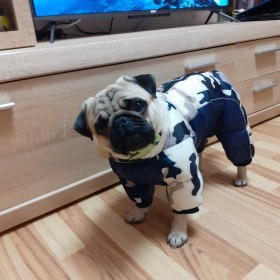 Small Dog Winter Coat - Mans Bestie