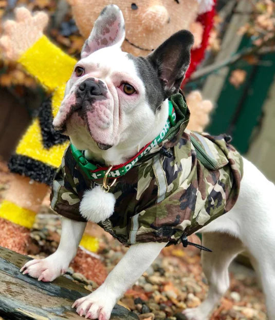 Paw-Tex™- All-Weather Dog Jacket