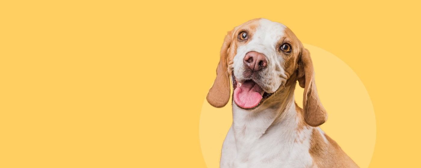 Dog Accessories
