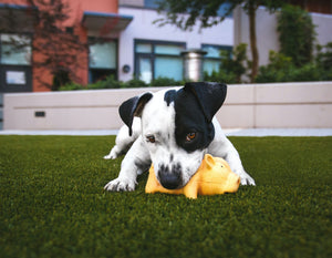 Dogs Chew Toys