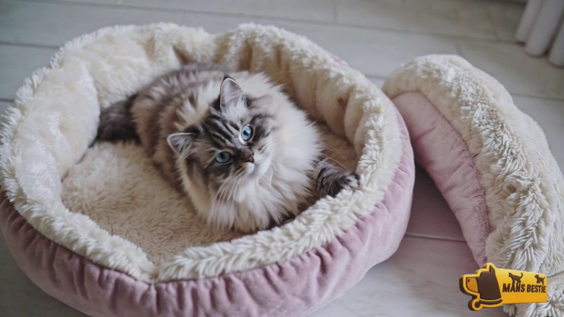 Man’s Bestie luxury pet accessories video – premium UK online store for unique dog and cat products with free worldwide shipping
