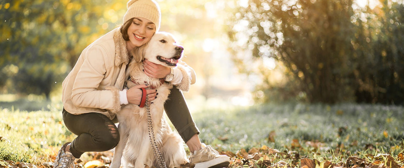 Dogs Collars