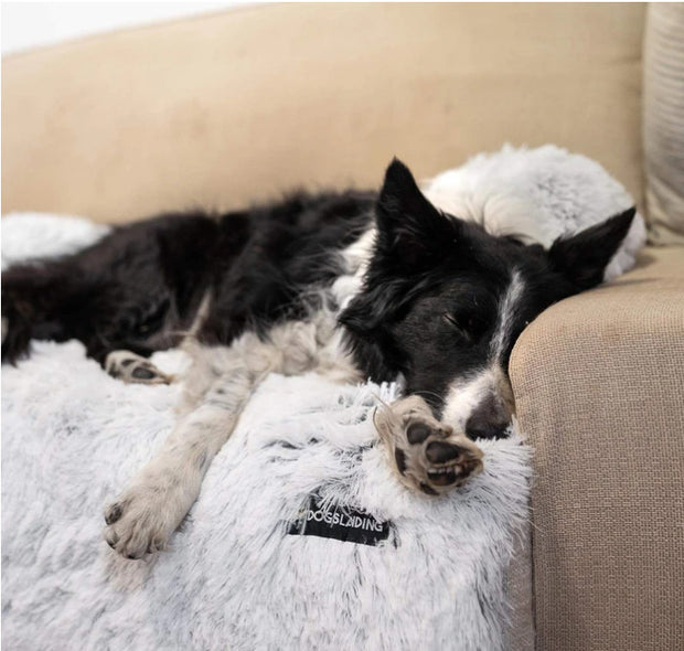 Portable Pet Bed